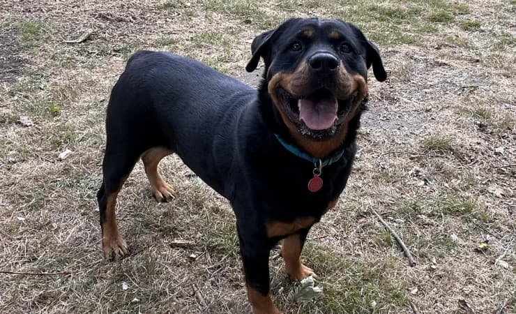 Frida, female 4yo Rottweiler for adoption at RSPCA York Animal Home, York