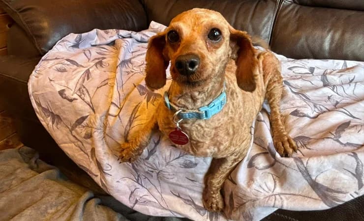 Ginny, female 3yo Poodle for adoption at RSPCA York Home