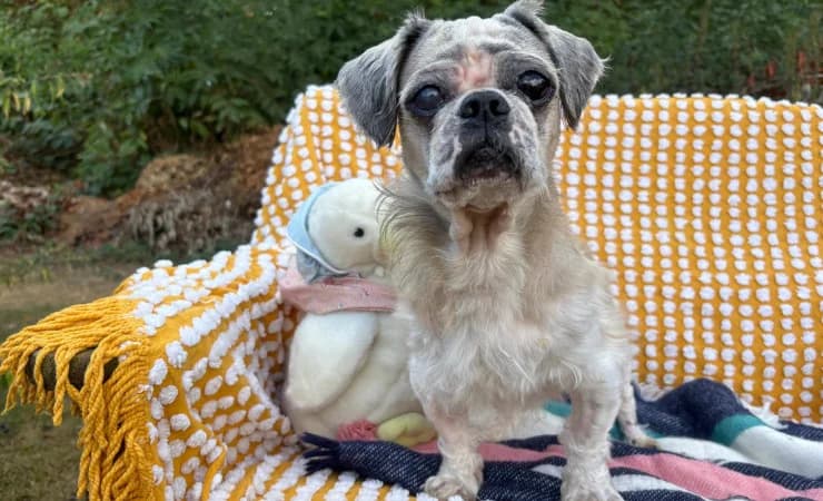 Harley, male senior Shih Tzu for adoption at RSPCA York Animal Home, York