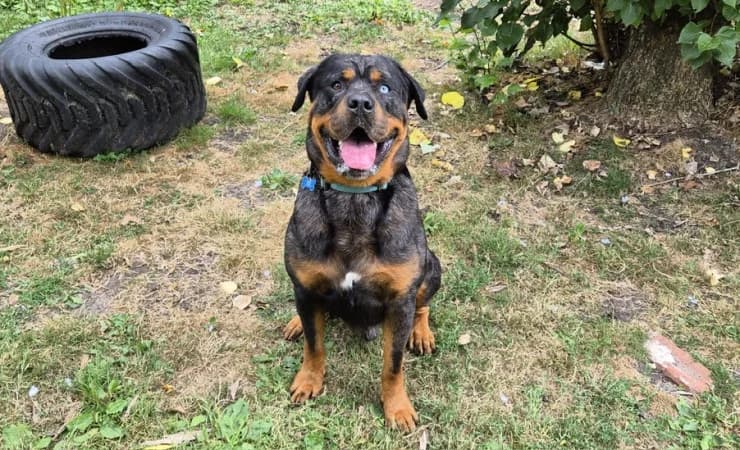 Hugo, male 3yo Rottweiler for adoption at RSPCA York Animal Home, York