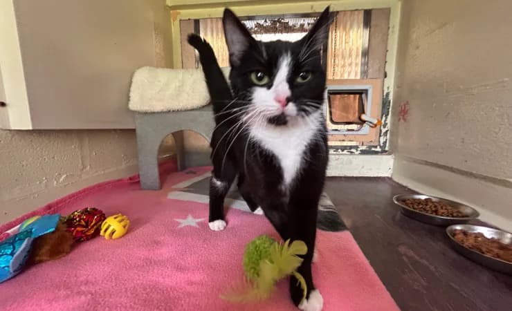Jani, female young Mixed Breed Cat for adoption at RSPCA York Home