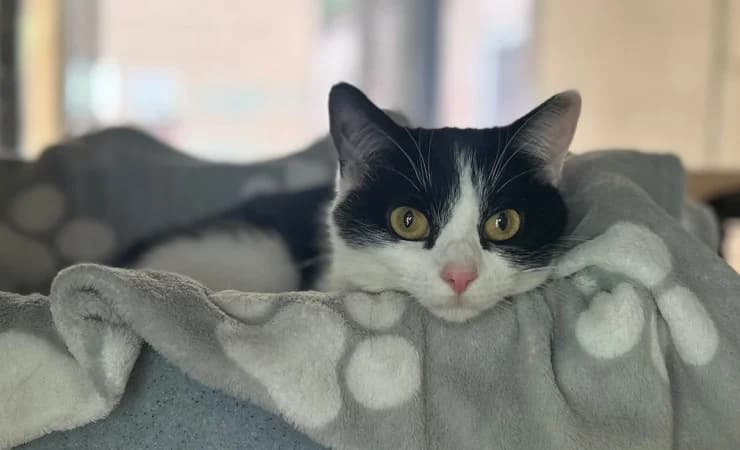 Jess, female young Mixed Breed Cat for adoption at RSPCA York Home