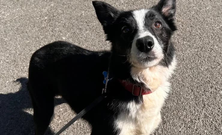 Jock, male senior Border Collie for adoption at RSPCA York Home