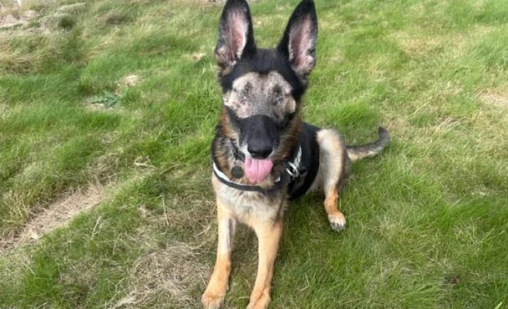 Keira, female 5yo German Shepherd for adoption at RSPCA York Animal Home, York
