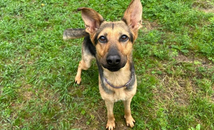 Lacuna, female 5yo German Shepherd for adoption at RSPCA York Animal Home, York