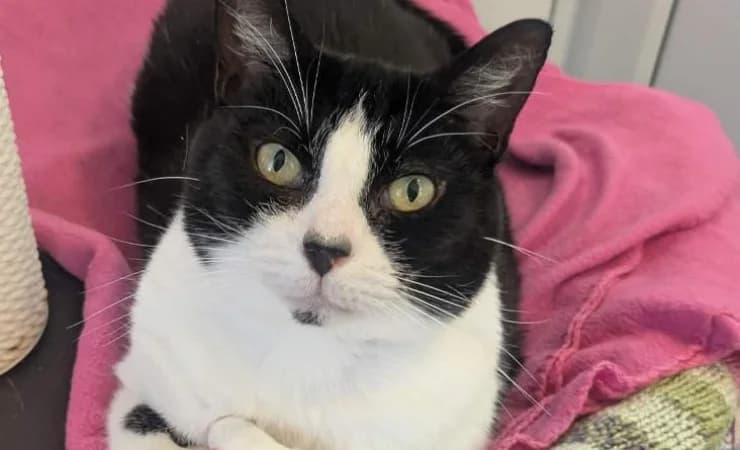 Lily, female senior Mixed Breed Cat for adoption at RSPCA York Animal Home, York
