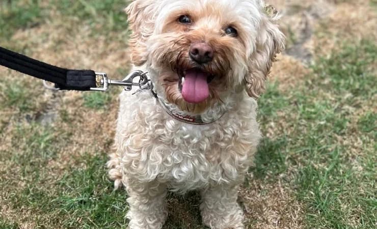 Lottie, female senior Cockapoo for adoption at RSPCA York Animal Home, York