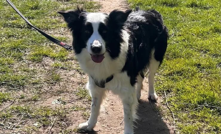 Malibu, female 5yo Collie for adoption at RSPCA York Animal Home, York
