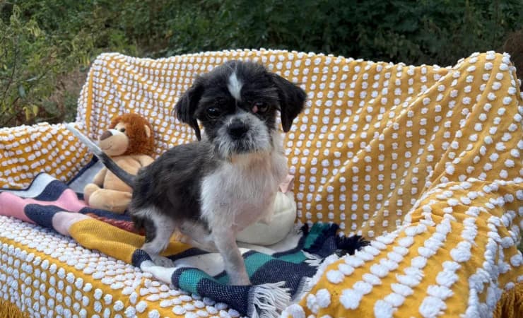 Marley, male senior Shih Tzu for adoption at RSPCA York Home