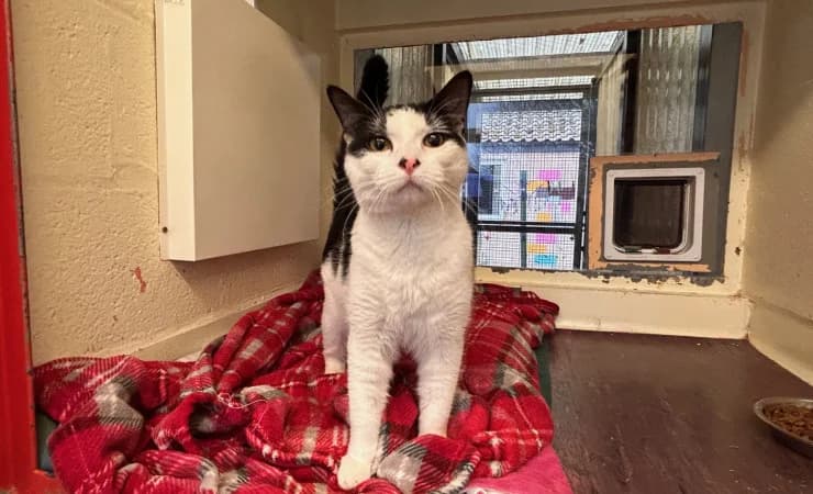 Martha, female young Mixed Breed Cat for adoption at RSPCA York Home