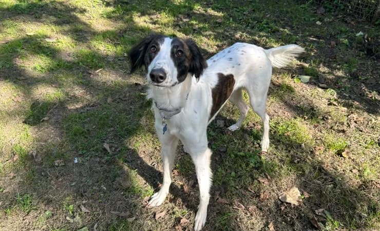 Max, male young mixed breed for adoption at RSPCA York Animal Home, York