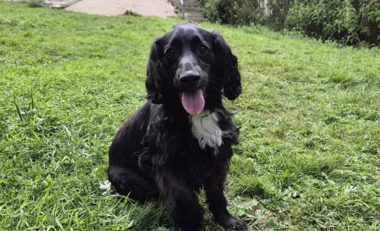Milo, male 3yo mixed breed for adoption at RSPCA York Animal Home, York