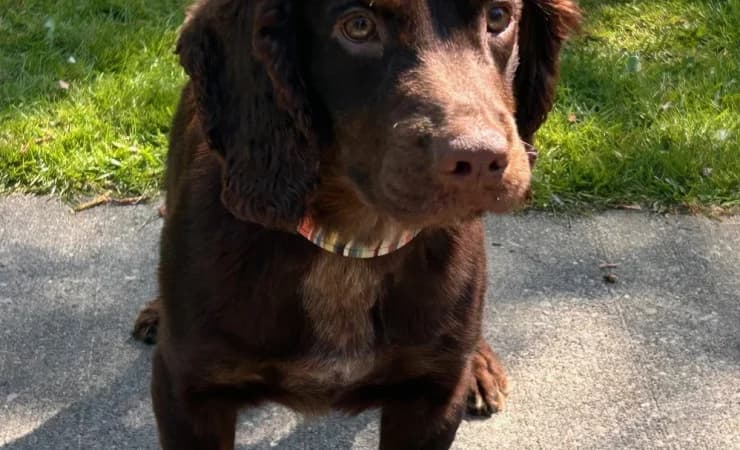 Moss, male young Cocker Spaniel for adoption at RSPCA York Animal Home, York