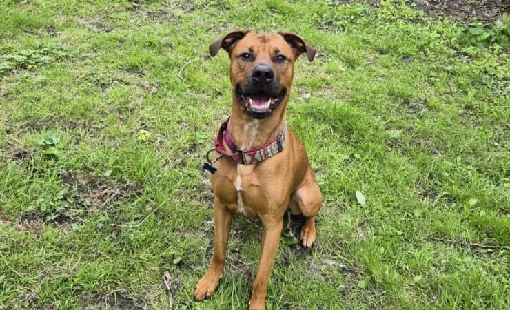 Newt, male young Mixed Breed for adoption at RSPCA York Animal Home, York