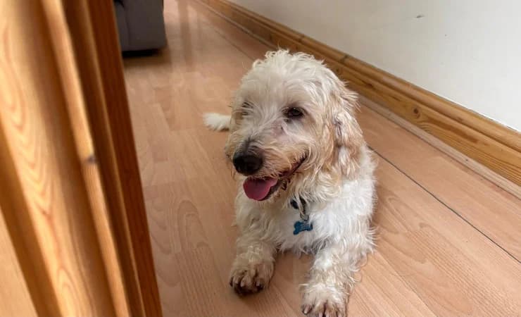 Ollie, male 6yo Poodle for adoption at RSPCA York Home