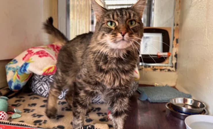 Penelope, female senior Mixed Breed Cat for adoption at RSPCA York Animal Home, York