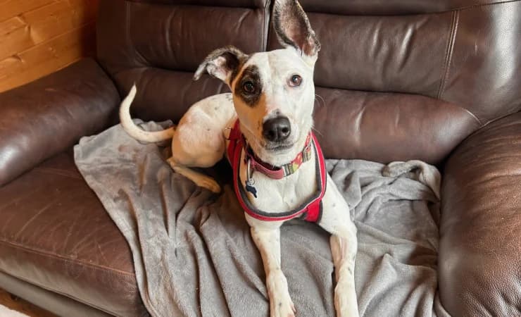 Penny, female 3yo Lurcher for adoption at RSPCA York Animal Home, York