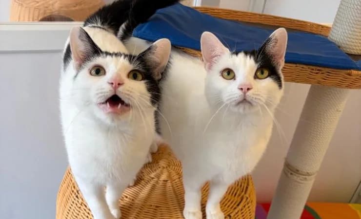 Penny & Poppy, female young Mixed Breed Cat for adoption at RSPCA York Animal Home, York