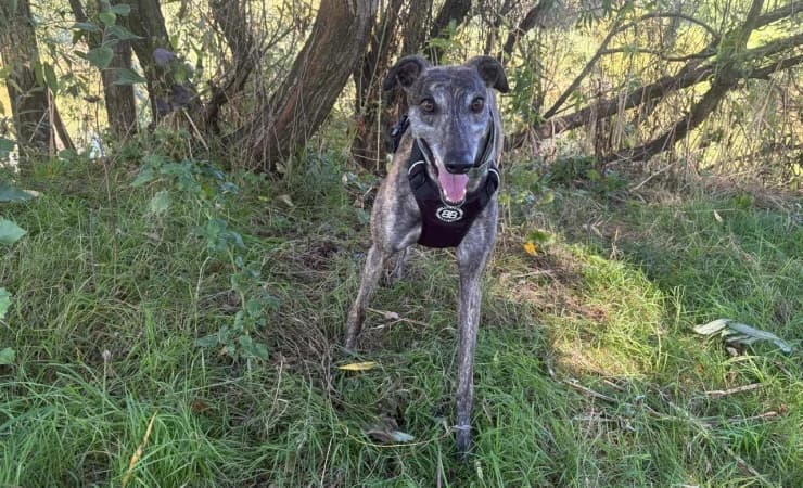 Queenie, female 3yo Greyhound for adoption at RSPCA York Animal Home, York