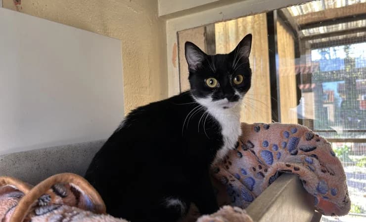 Rashi, female young Mixed Breed Cat for adoption at RSPCA York Home