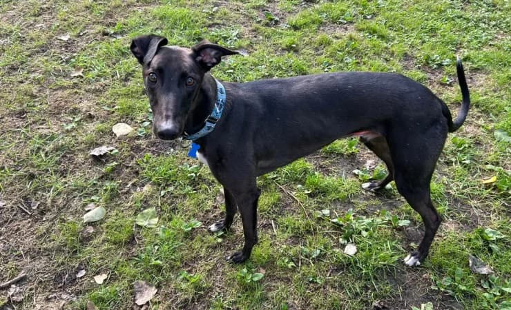 Roulette, male 5yo Greyhound for adoption at RSPCA York Home