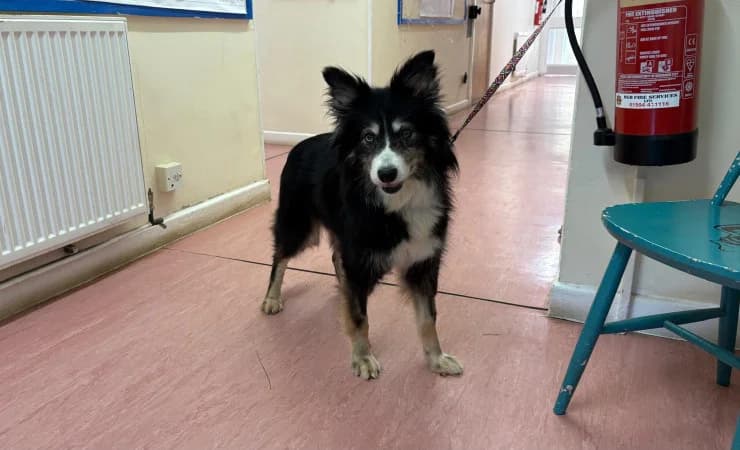 Ruffles, female senior Border Collie for adoption at RSPCA York Home
