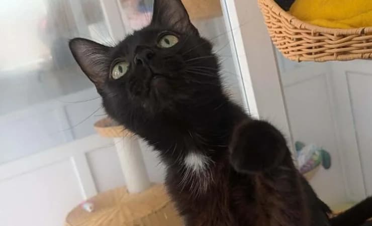 Sabrina, female young Mixed Breed Cat for adoption at RSPCA York Home