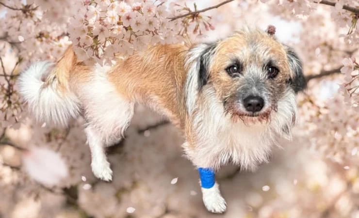 Scrappy Doo, male Mixed Breed for adoption at RSPCA York Home
