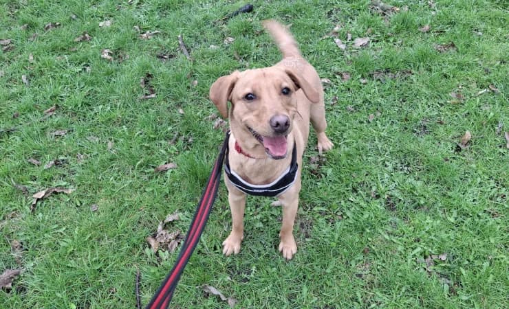 Sully, male young Labrador Retriever for adoption at RSPCA York Home