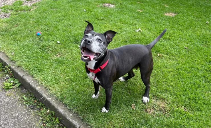 Summer, female senior Staffordshire Bull Terrier for adoption at RSPCA York Home