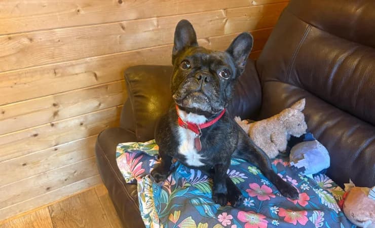 Tessa, female 7yo English Bulldog for adoption at RSPCA York Home