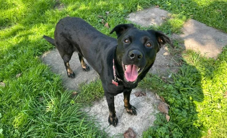 Thelma, female 5yo Rottweiler for adoption at RSPCA York Animal Home, York