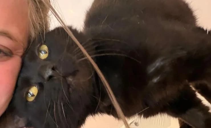 Timmy, male 5yo Mixed Breed Cat for adoption at RSPCA York Home