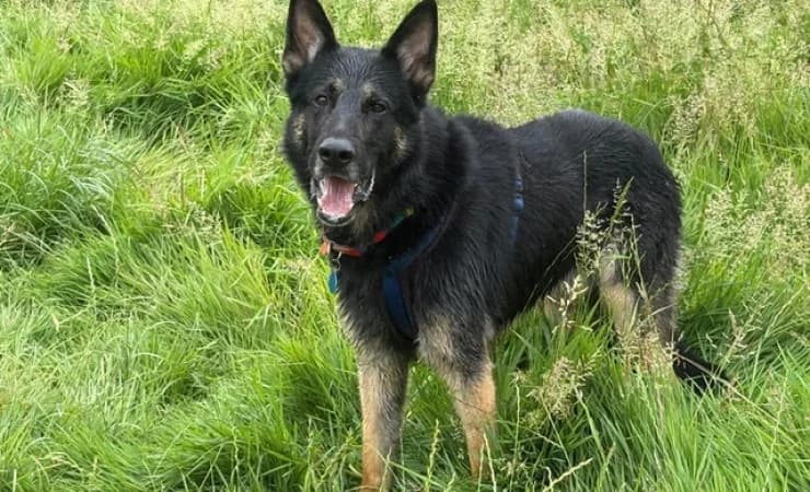 Wally, male 4yo German Shepherd for adoption at RSPCA York Animal Home, York