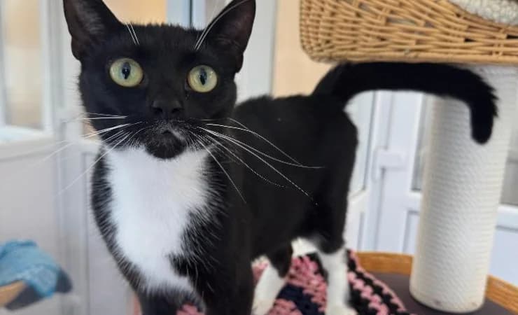 Wendy, female young Mixed Breed Cat for adoption at RSPCA York Animal Home, York
