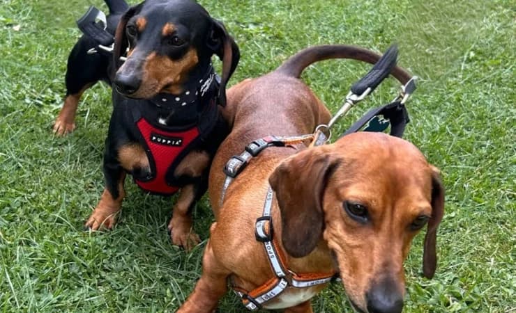 Woody & Jessie, 3yo mixed breed for adoption at RSPCA York Animal Home, York