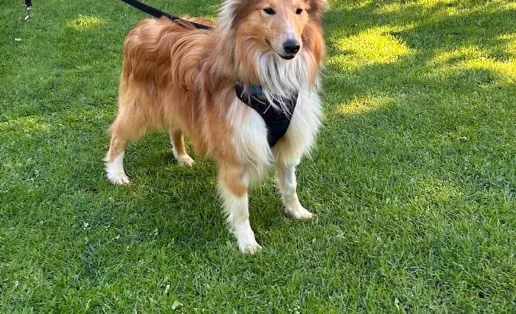 Blaze, male young Shetland Sheepdog for adoption at RSPCA York Animal Home, York