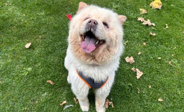 Coco, female 6yo Chow Chow for adoption at RSPCA York Home