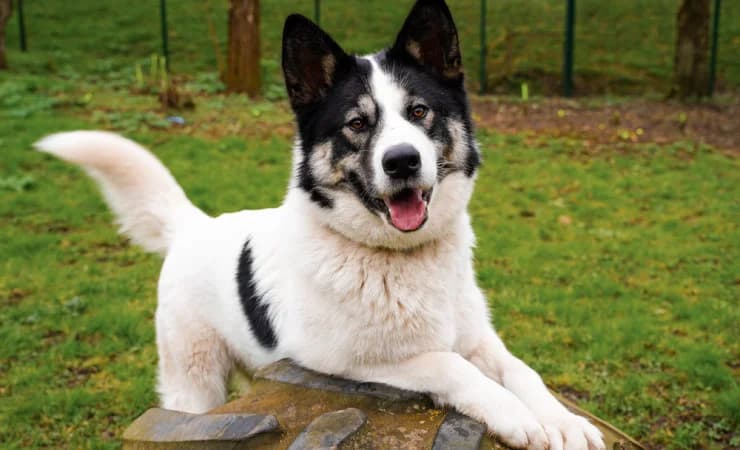 Cooper, male young Husky for adoption at RSPCA York Home