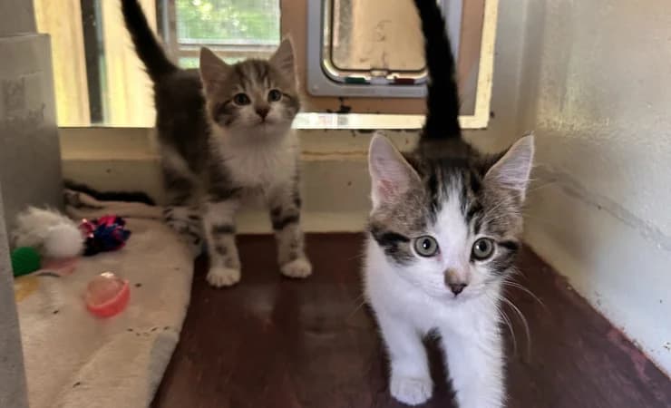 Bowie & Freddie, male puppy Mixed Breed Cat for adoption at RSPCA York Home