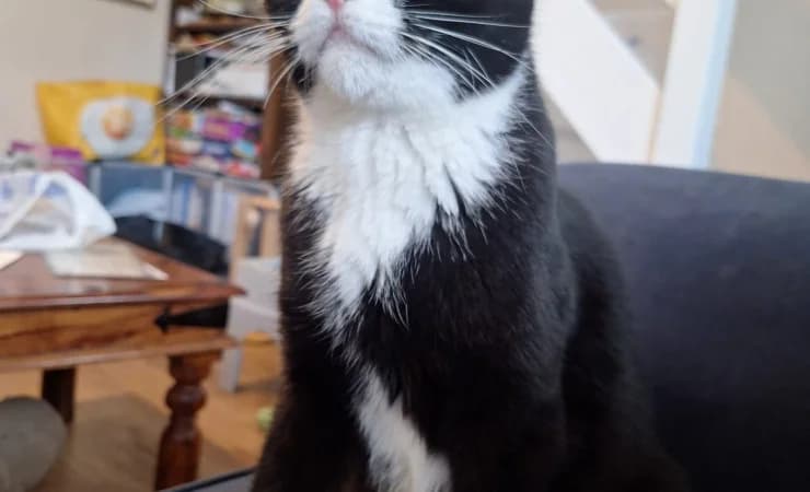 Felicity, female 3yo Mixed Breed Cat for adoption at RSPCA York Home