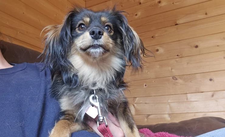 Finn, male 3yo Mixed Breed for adoption at RSPCA York Home