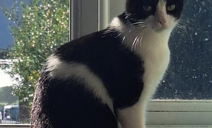 Fiona, female young Mixed Breed Cat for adoption at RSPCA York Home
