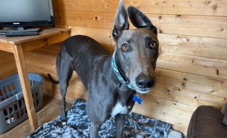 Geelo, male 5yo Greyhound for adoption at RSPCA York Home