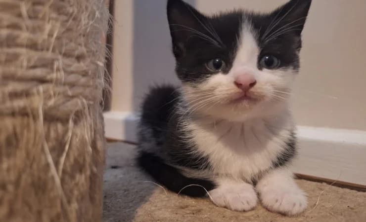 Jerri, female puppy Mixed Breed Cat for adoption at RSPCA York Home