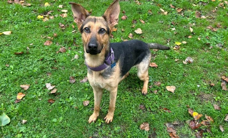 Lacuna, female 5yo German Shepherd for adoption at RSPCA York Home