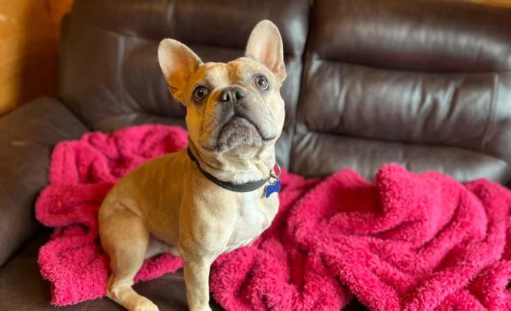 Milo, male 5yo English Bulldog for adoption at RSPCA York Home