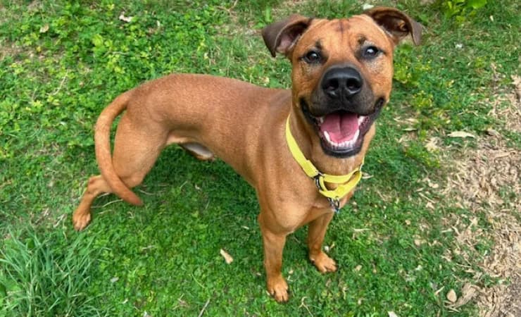 Newt, male young Mixed Breed for adoption at RSPCA York Home