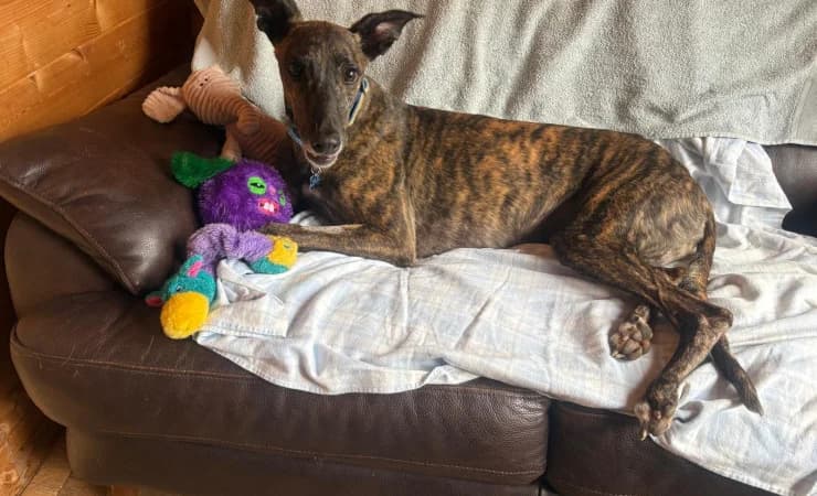Pepper, female 5yo Greyhound for adoption at RSPCA York Home