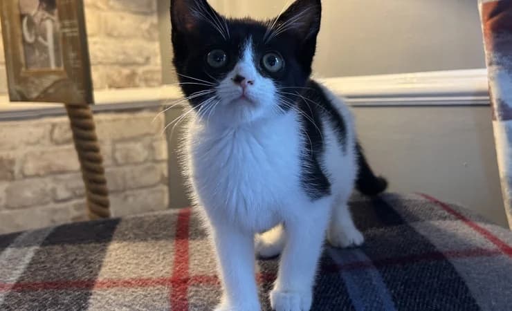 Pip Squeak, female puppy Mixed Breed Cat for adoption at RSPCA York Home